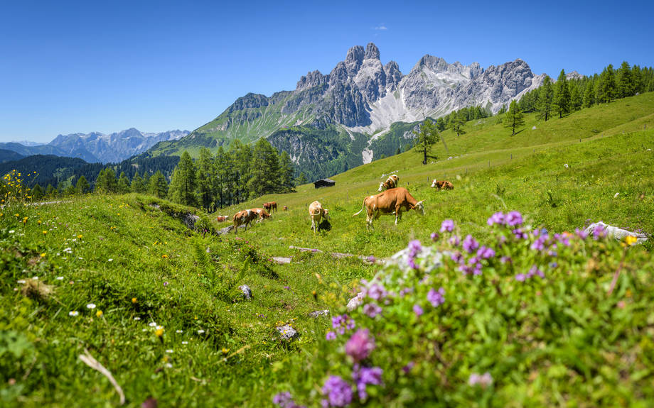 Berg Bischofsmütze nahe Filzmoos im Salzburger Land, Österreich