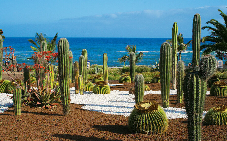 Kakteen auf Teneriffa