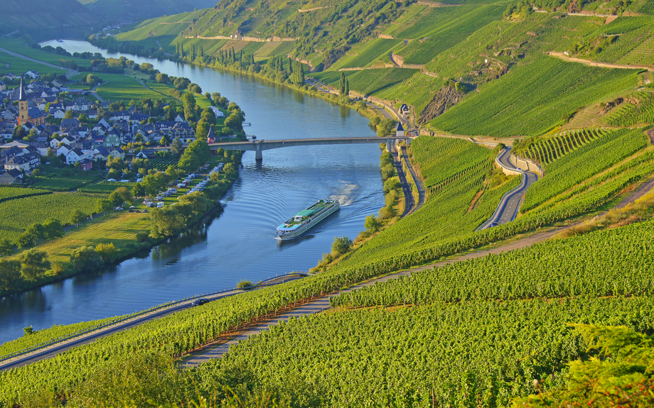 Weinberg an Mosel