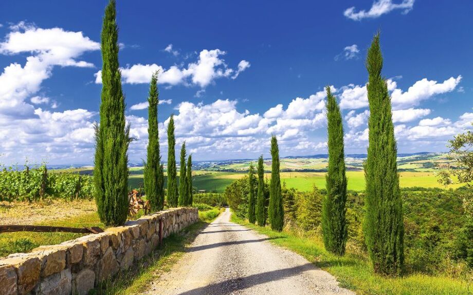 Landschaften der Toskana,Gasse mit Zypressen. Italien