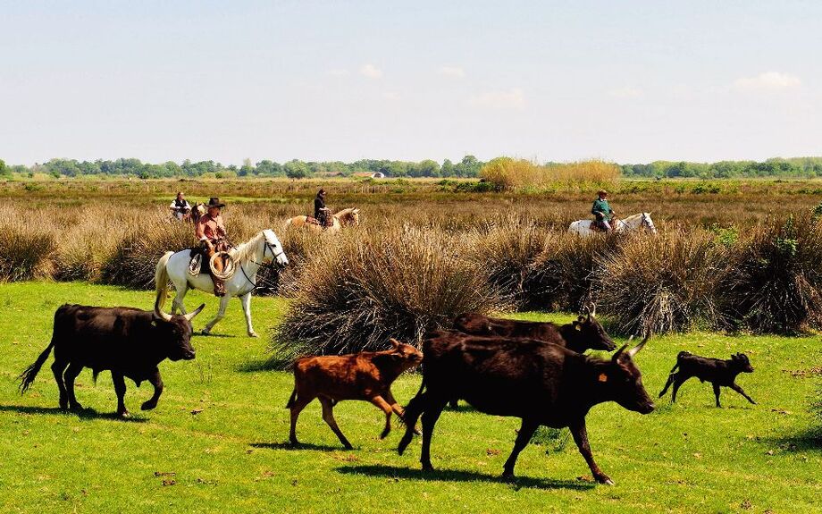 Camargue-Stiere