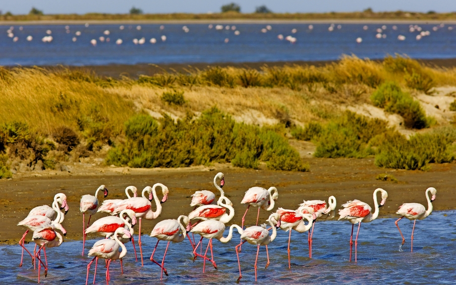 Flamingos, Parc Regional de Camargue, Provence, Frankreich