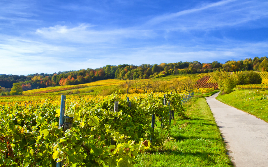 Weinberge Pfalz