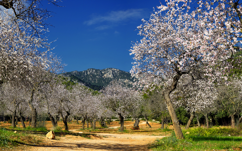 Mandelblüte auf Mallorca