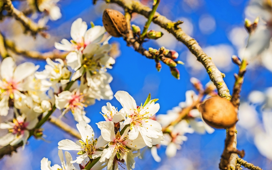 Mandelblüte 