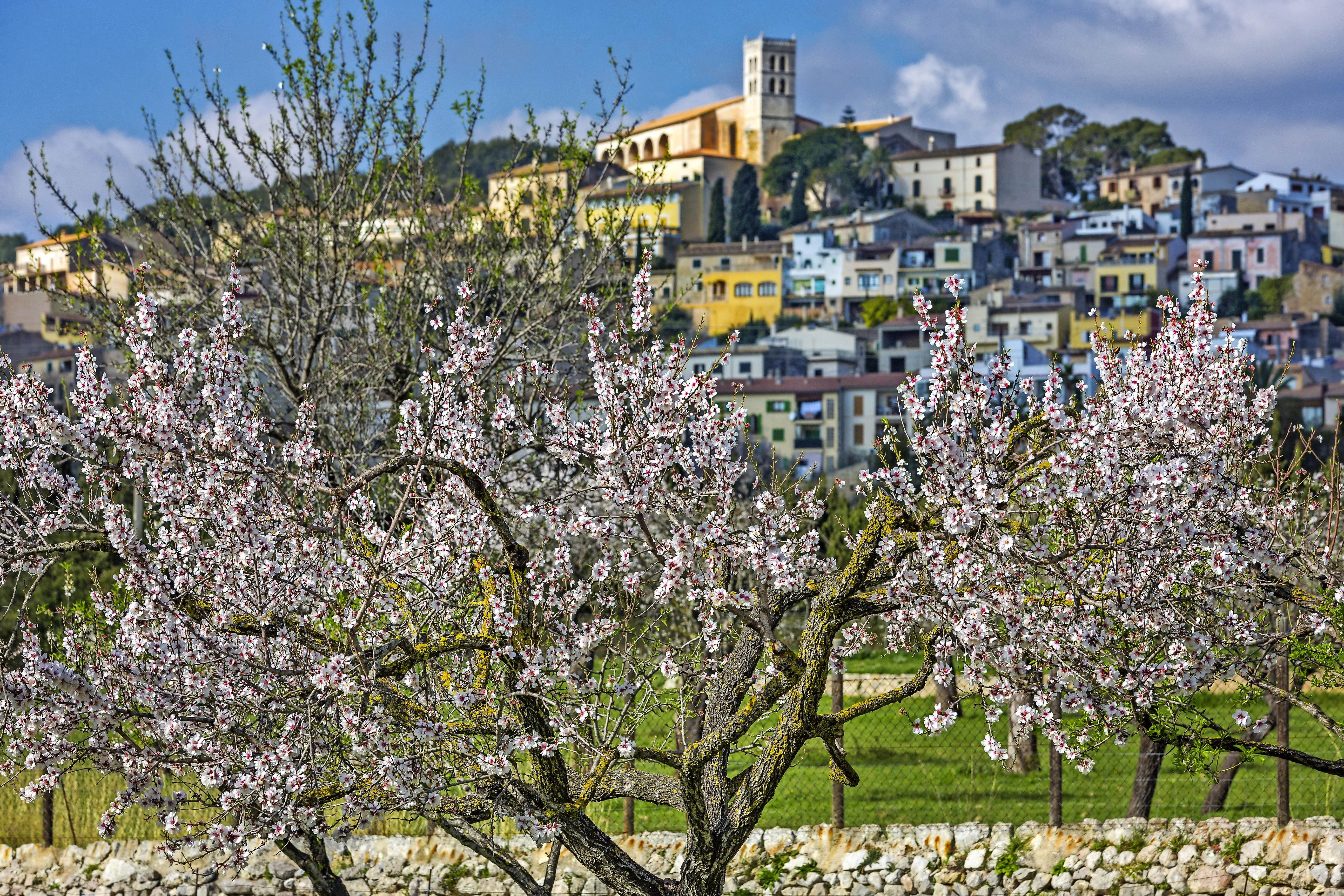 Mandelblüte