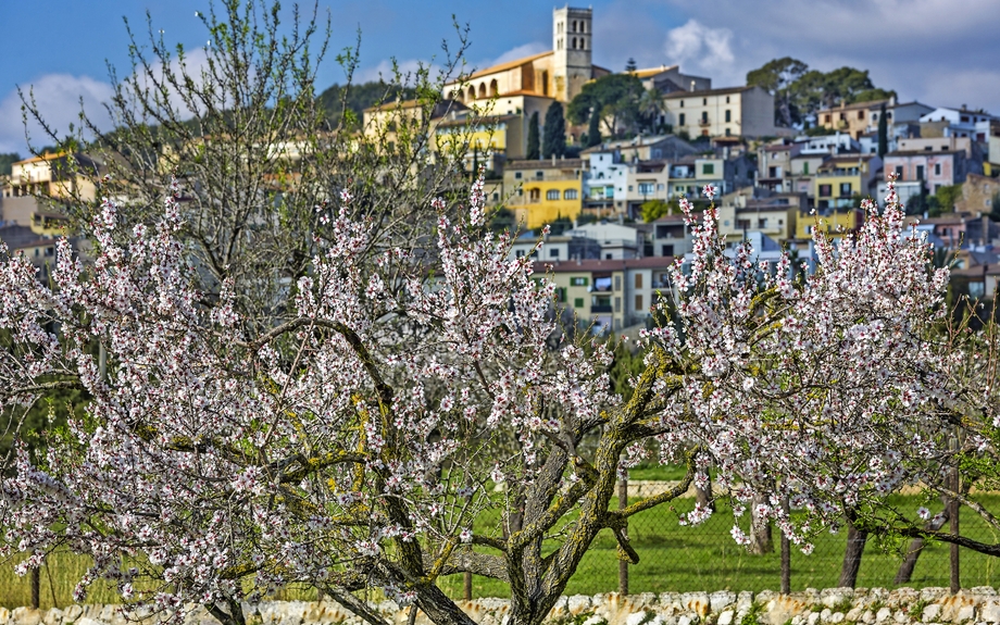 Mandelblüte