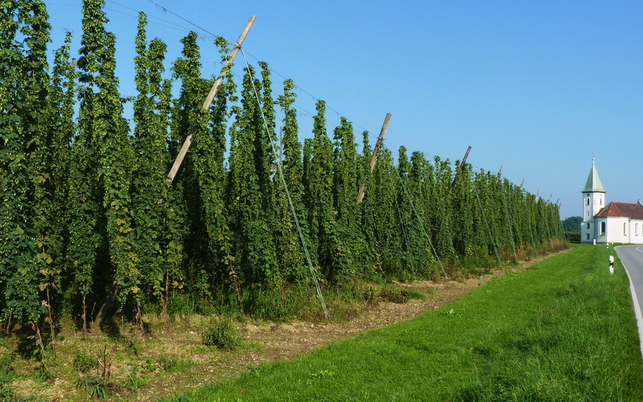 Hopfenanbaugebiet bei Tettnang 