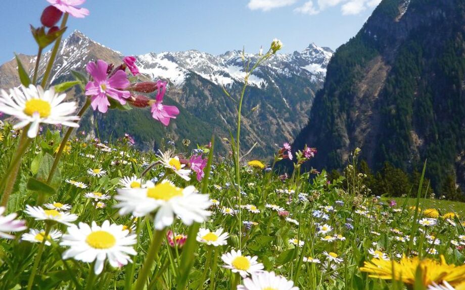 Blumenwiese mit Gebirge im Hintergrund