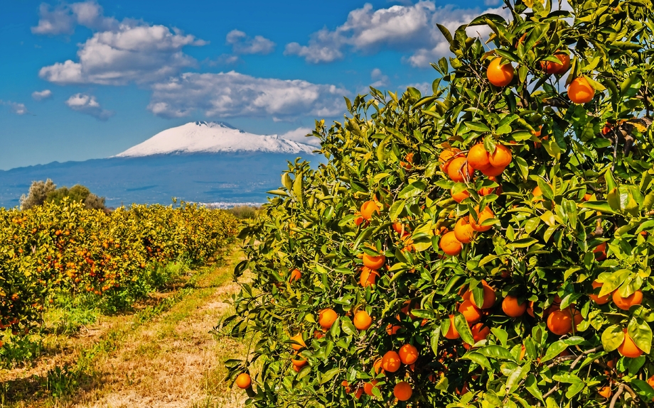 Orangenplantage am Fuße des schneebedeckten Ätnas auf Sizilien