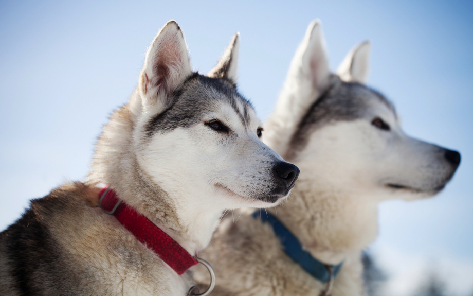 Huskies