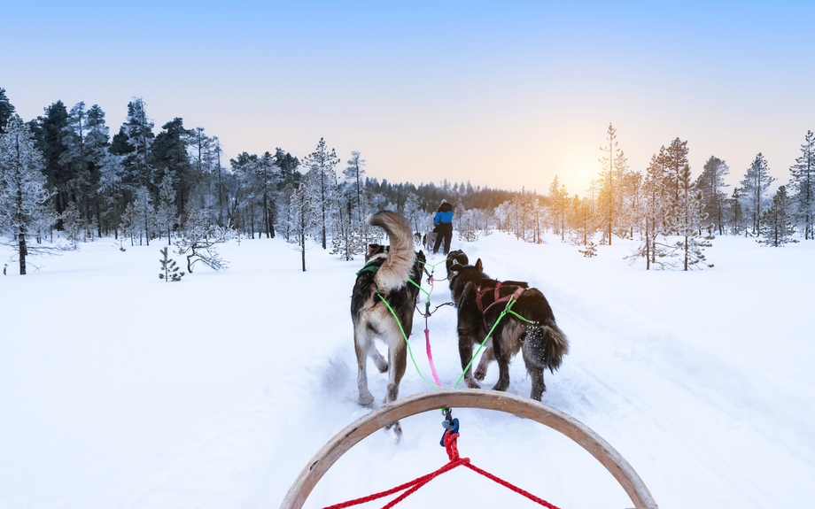 Huskyschlittenfahrt in Lappland