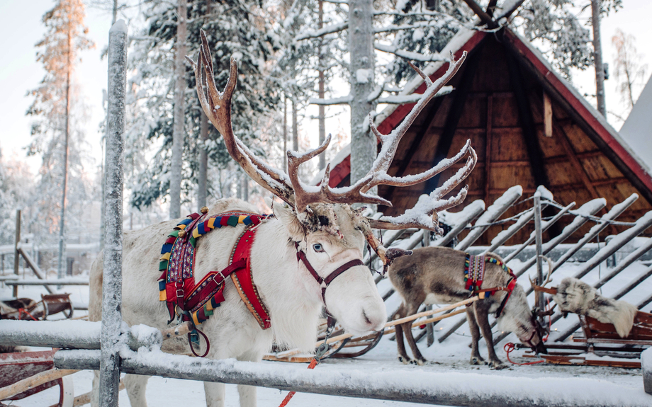 Rentier im Weihnachtsmanndorf in Lappland