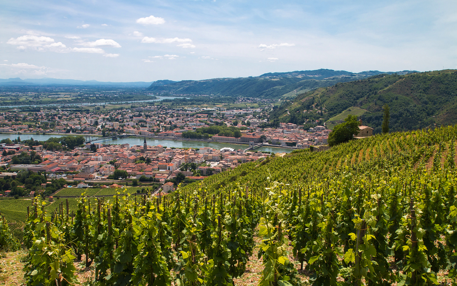 Weinberge nahe Tain-l'Hermitage