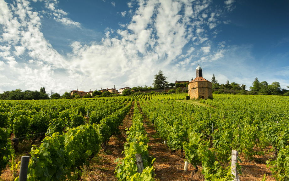 Weinbaugebiet Beaujolais in Frankreich