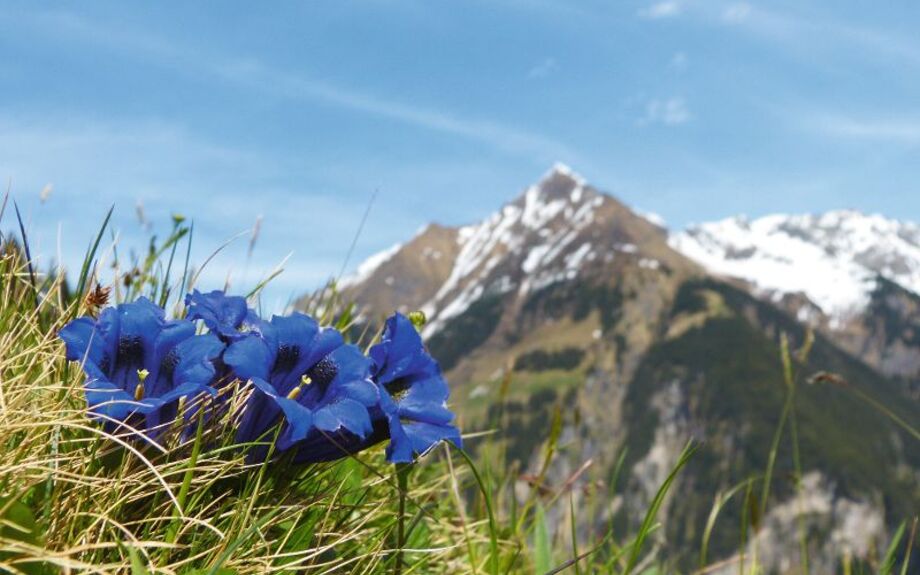 Enzian Blumen der Alpen