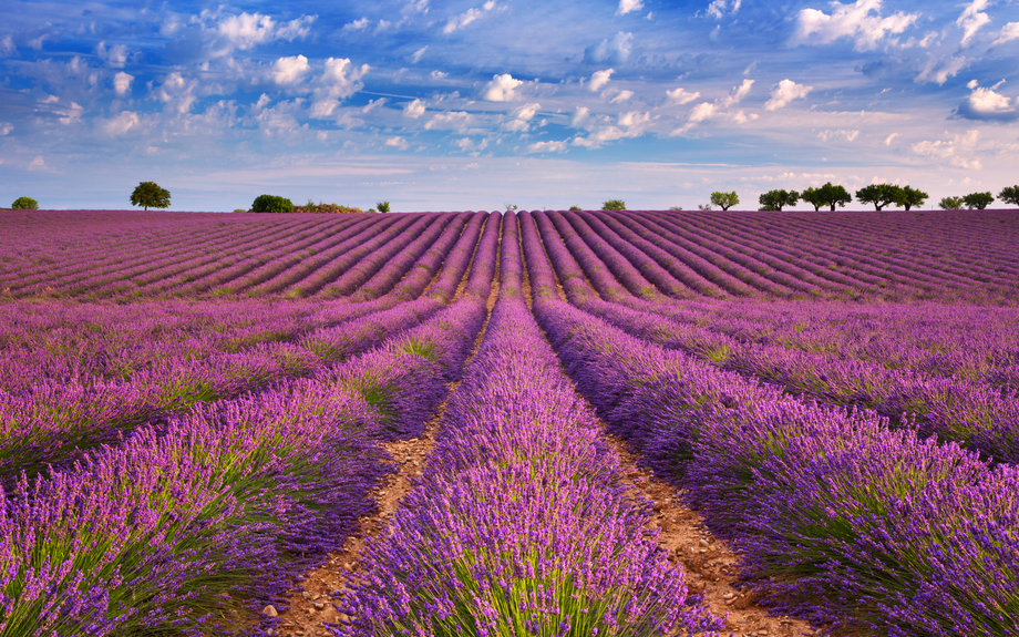 blühende Lavendelfelder in Valensole in der Provence