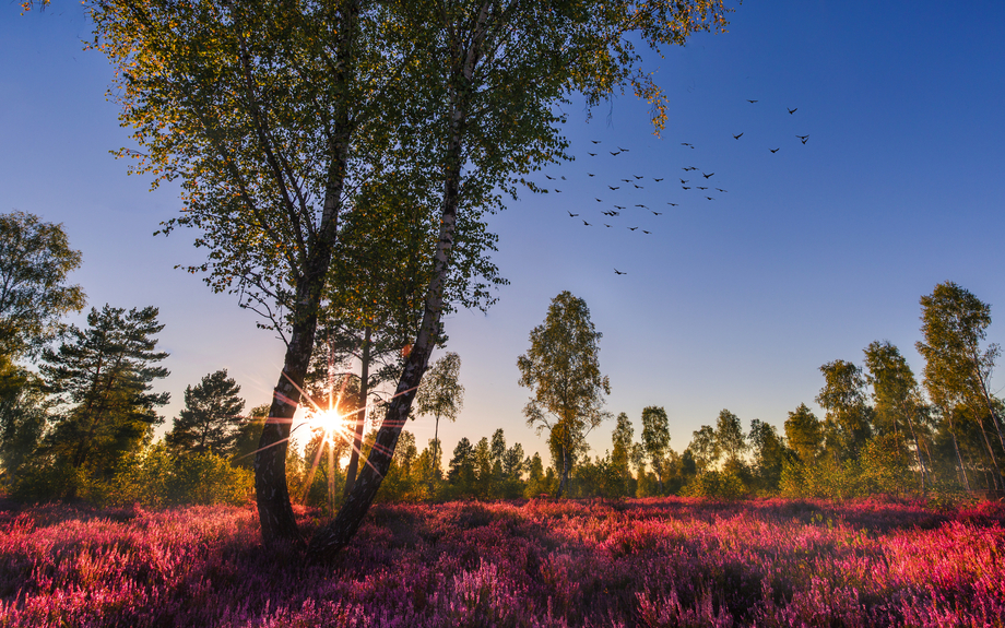 Lüneburger Heide