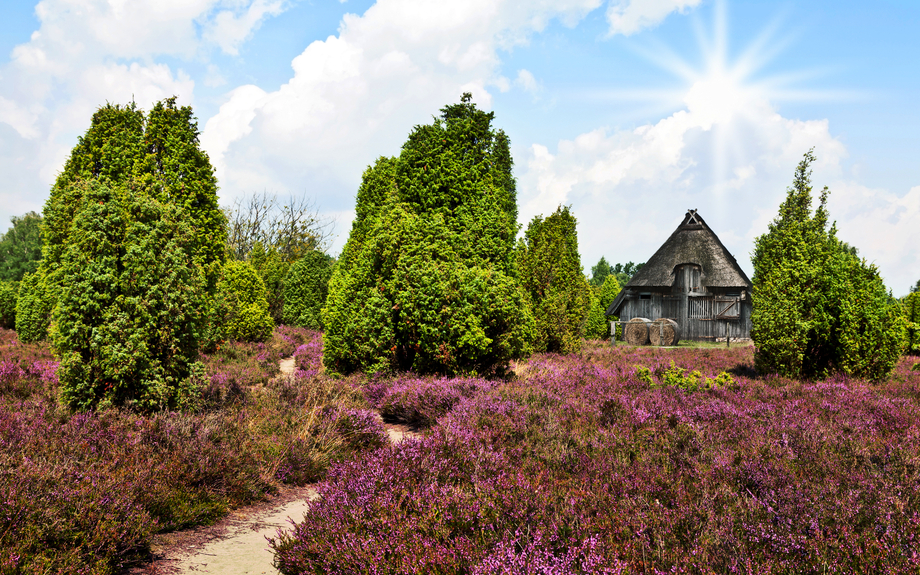 Sommer in der Lüneburger Heide, Deutschland