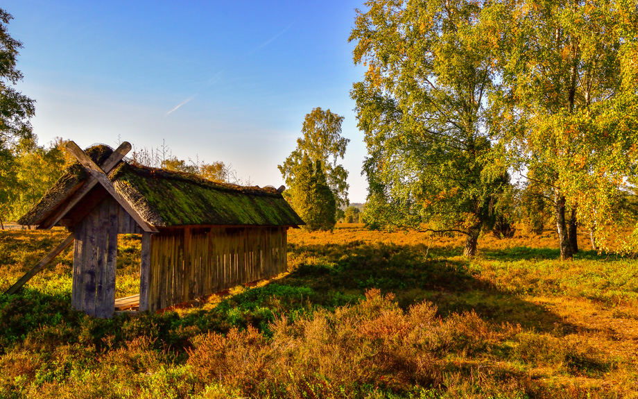 goldener Herbst in der Lüneburger Heide bei Undeloh, Deutschland