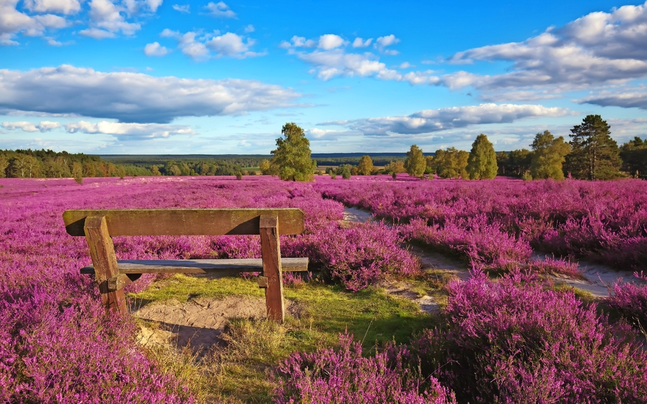 Lüneburger Heide, Deutschland