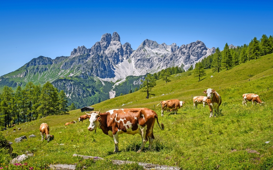 Panorama der Sulzenalm in Filzmoos