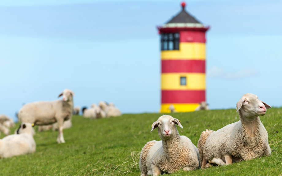 Schafe beim Pilsumer Leuchtturm