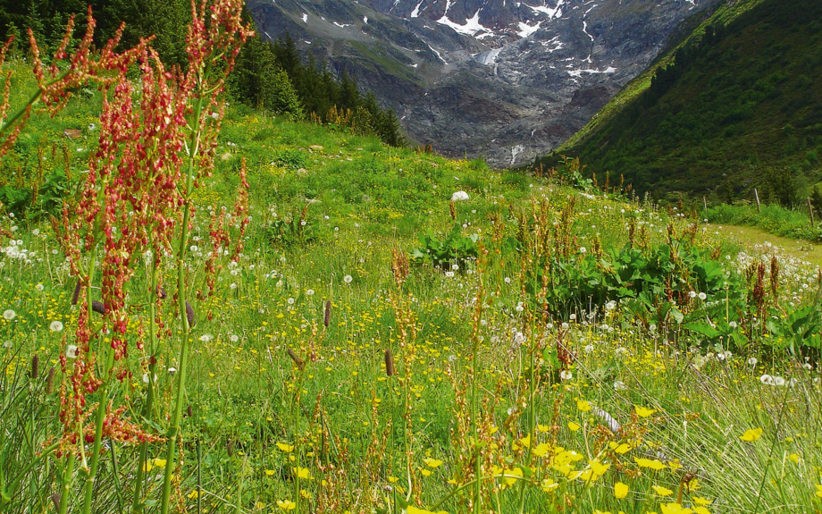 Wunderschöne Alpen