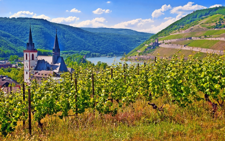 Rheinhessens Weinberge 