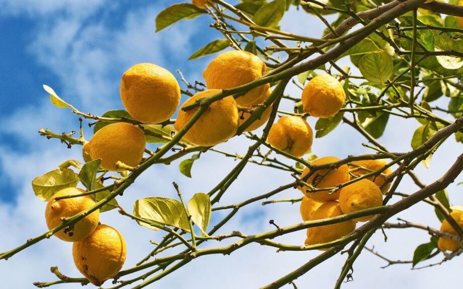 Lemon tree branch in Sorrento