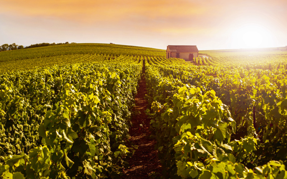 Champagne Weinberge bei Sonnenuntergang