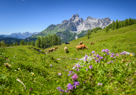 Berg Bischofsmütze nahe Filzmoos im Salzburger Land, Österreich