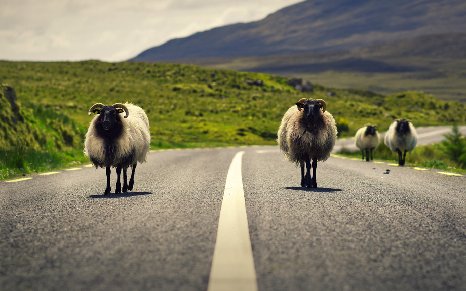 Schafe im Nationalpark