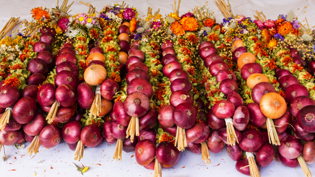 Bündel roter und beiger traditioneller deutscher handgefertigter Zwiebelplatten, die zur Dekoration auf einem Tisch liegen