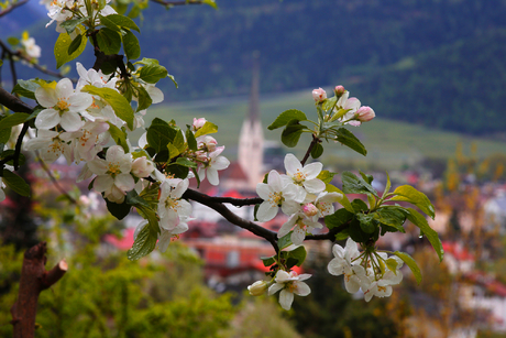 Apfelblüte in Südtirol