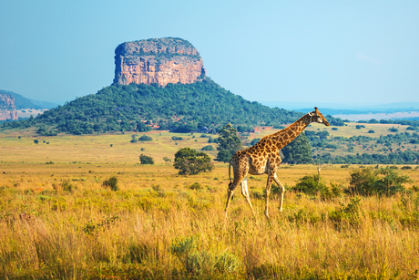 Giraffe im Kruger National Park