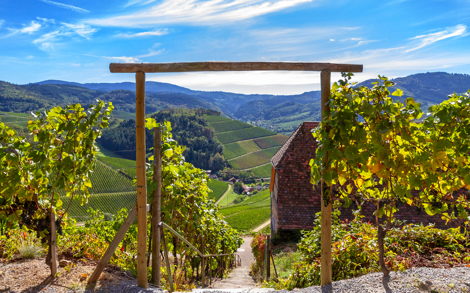 Wanderung durch die Weinberge zum Schloss Staufenberg im Schwarzwald, Deutschland