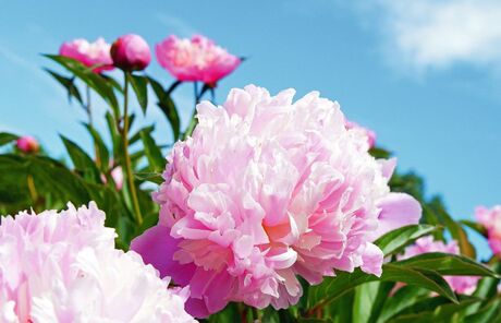 Romantische rosa Pfingstrose