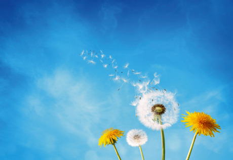 Löwenzahnborduhr Samen Dispergieren