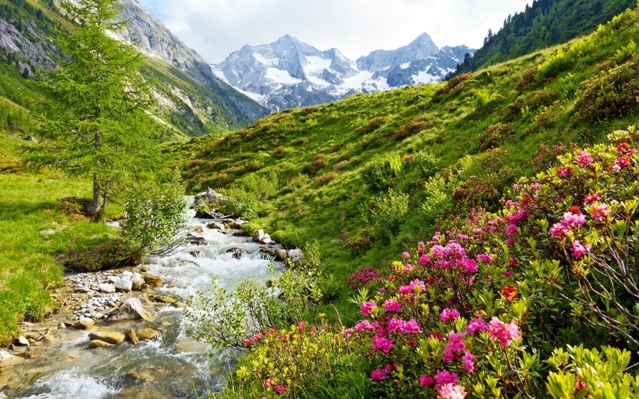 Alpenrosen am Hochgebirgsbach