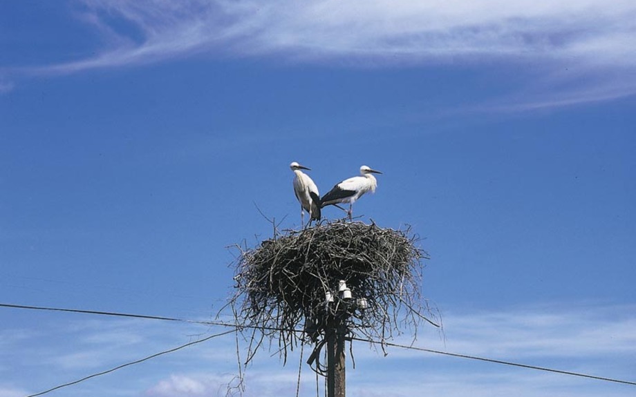 Storchennest