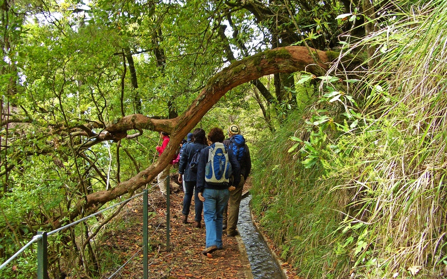 Levada Madeira