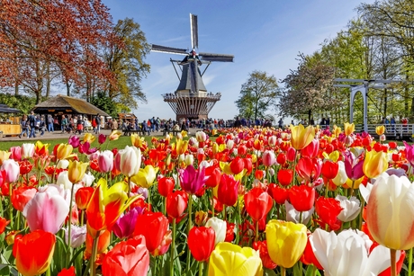 Keukenhof in den Niederlanden