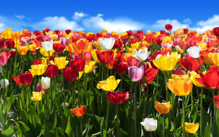 Tulpen im Frühling - Tulpenfeld Panorama - Glück,Freude und Frühlingsgefühle.